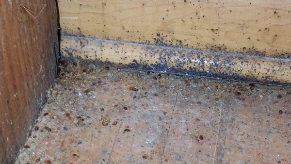 Germadic Pest + Termites