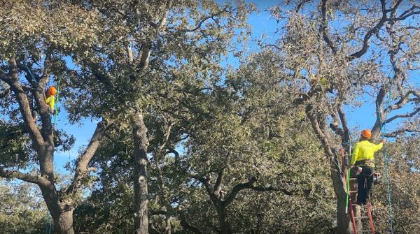 Action Tree Service