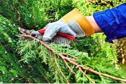 Bay Area Tree Specialists