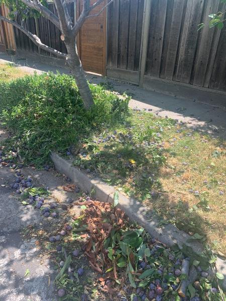Bay Area Tree Specialists