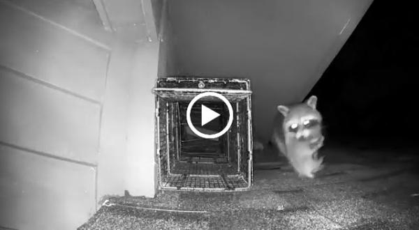 Pest Animal Removal Huntsville