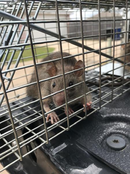 Legacy Rodent Control