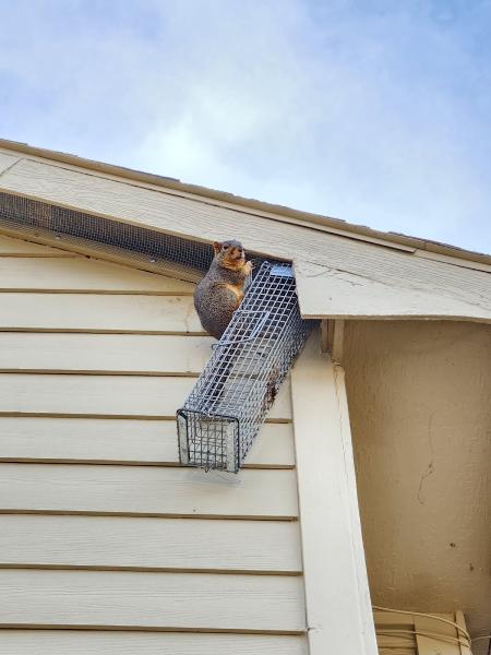 Legacy Rodent Control