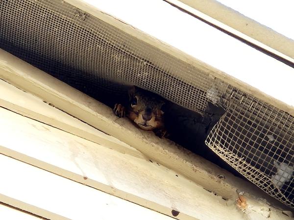 Legacy Rodent Control