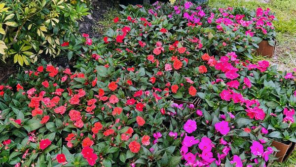 Lucky Maple Landscaping Inc