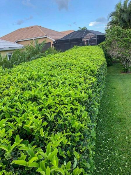 Lucky Maple Landscaping Inc