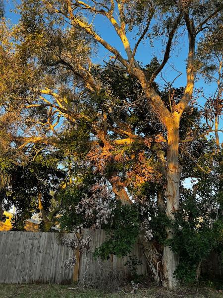 Happy's Tree Service