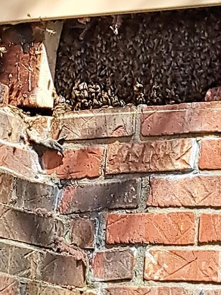 Eicher Bee Removal