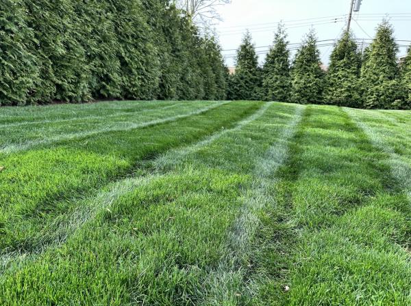 Dream Greener Lawn & Landscape