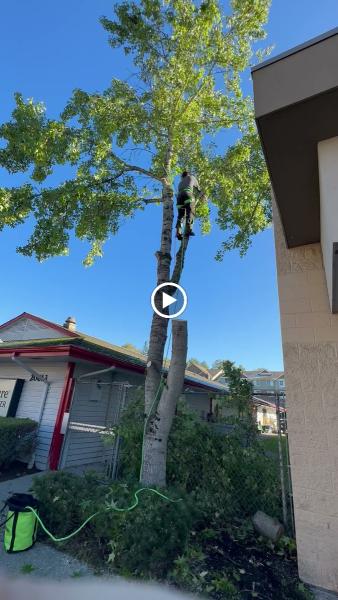 Big Branch Tree Service LLC