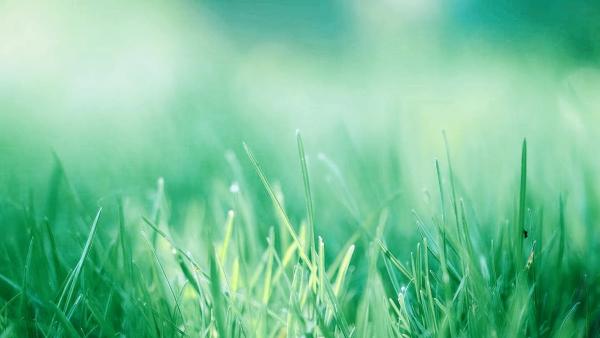 Toranzo's Landscape Company
