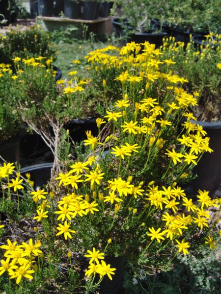 Garrison Foothill Nursery