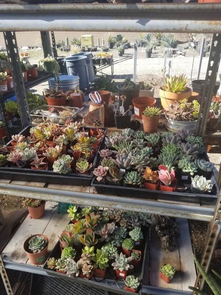Garrison Foothill Nursery