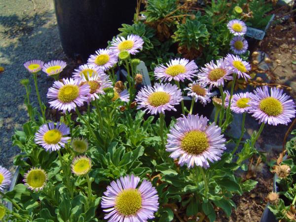 Garrison Foothill Nursery