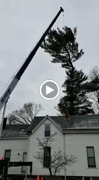 Aplus Tree Service