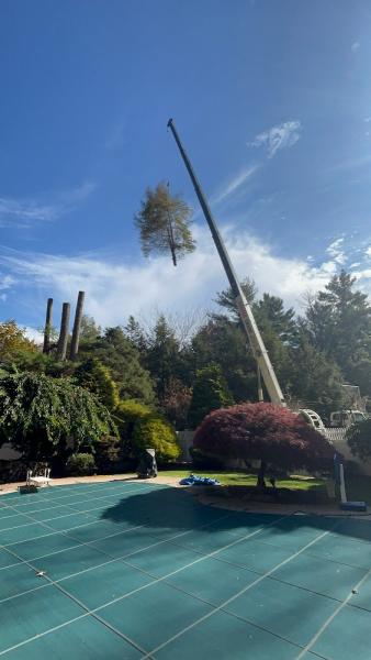 Aplus Tree Service
