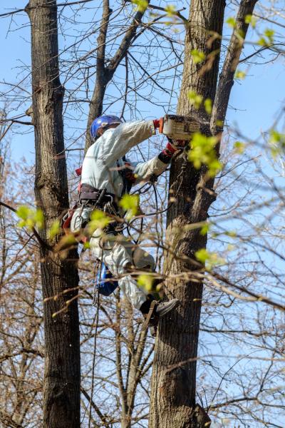 Tree Service Shreveport