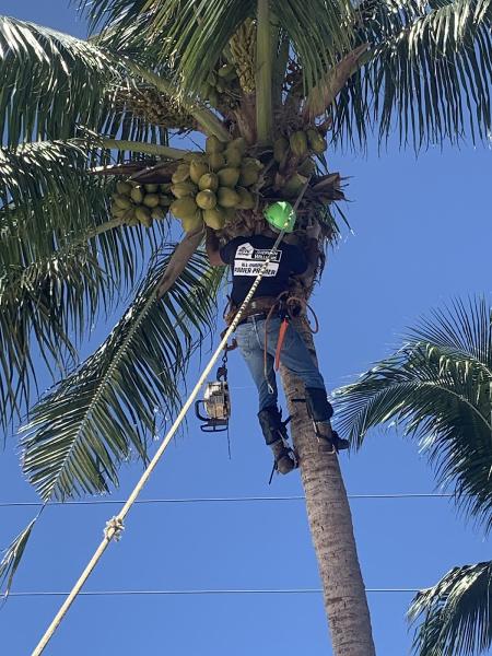 Asap Complete Tree Service and Landscape Design