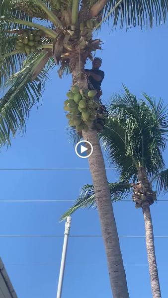 Asap Complete Tree Service and Landscape Design