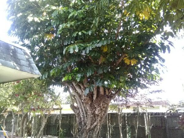 Asap Complete Tree Service and Landscape Design