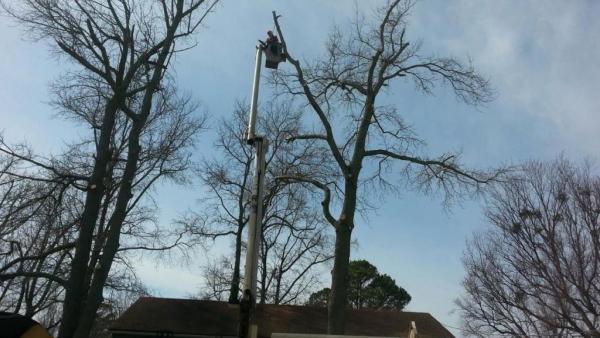 Absolute Tree Surgeons LLC