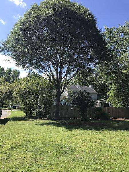 Absolute Tree Surgeons LLC