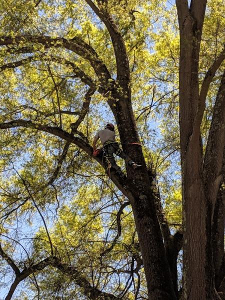 Nate's Tree Service