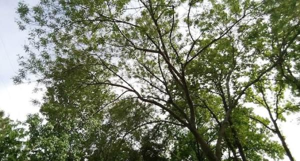 Top Point Tree