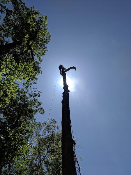 Thrive Tree Care and Consultancy