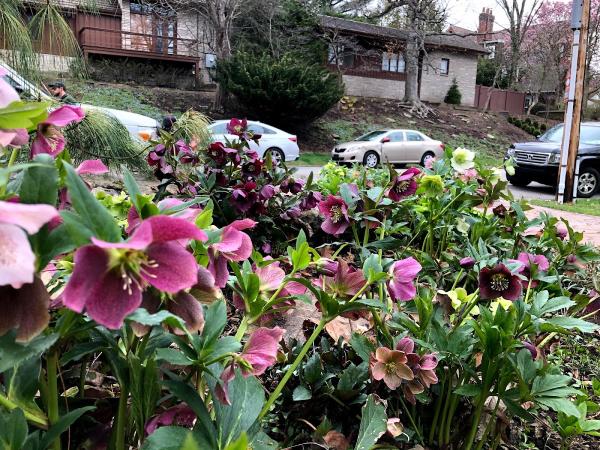 Gardenalia LLC