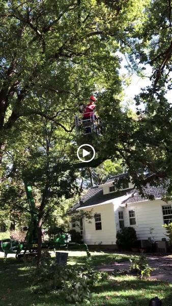 Jackson Tree Service