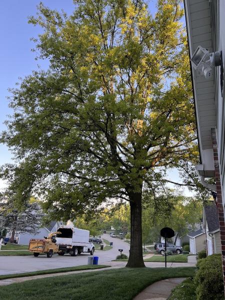 Jackson Tree Service