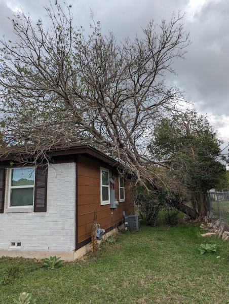 Hill Country Tree