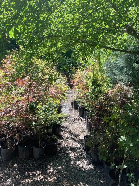 Green Knight Landscaping & Nursery