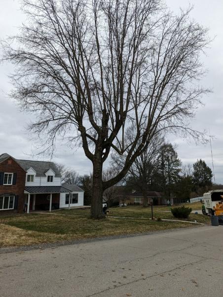 Horhut Tree Experts
