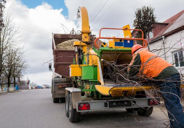 Oceanside Tree Service Experts