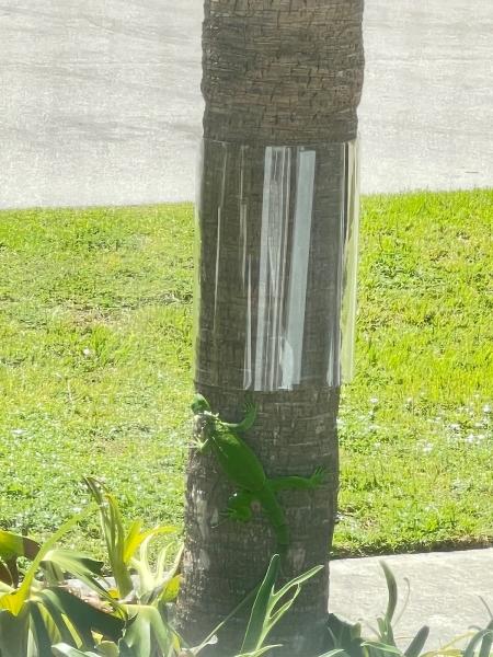 Iguana Guards