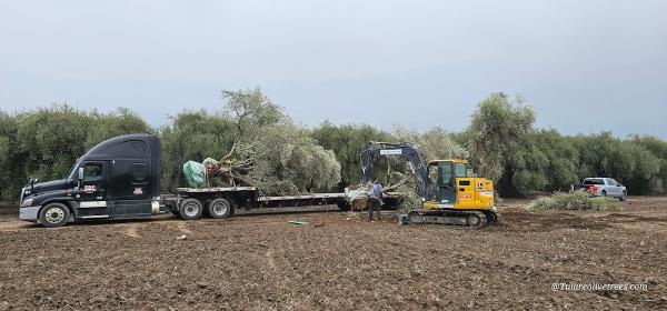Tulare County Olives