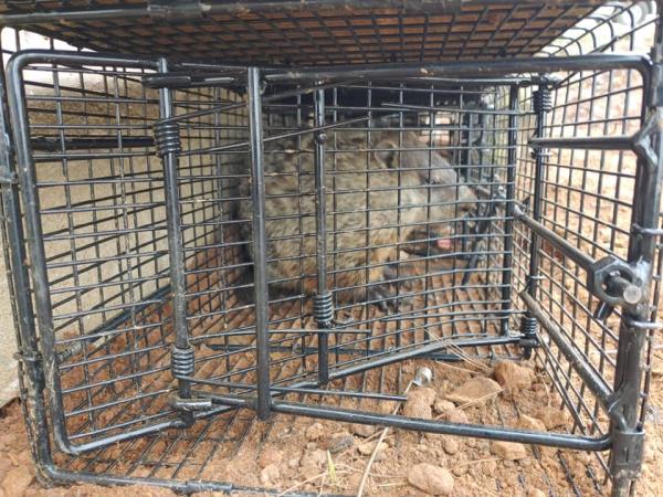Maryland Wildlife Solutions