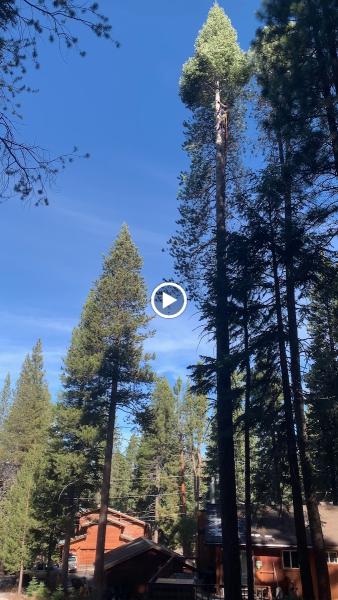 Elevated Tree Experts