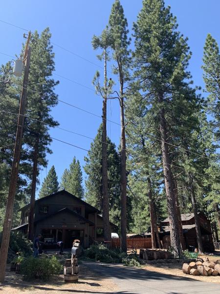 Elevated Tree Experts