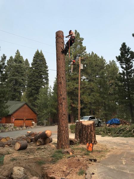 Elevated Tree Experts