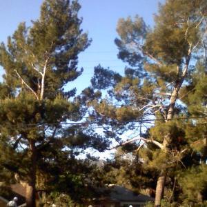 A & J Tree Service