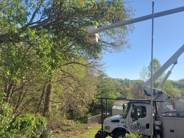Cortese Tree Specialists