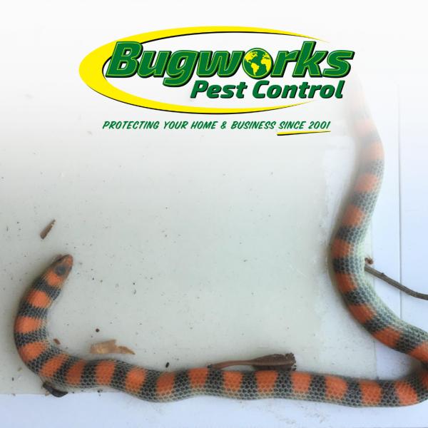 Bugworks Pest Control