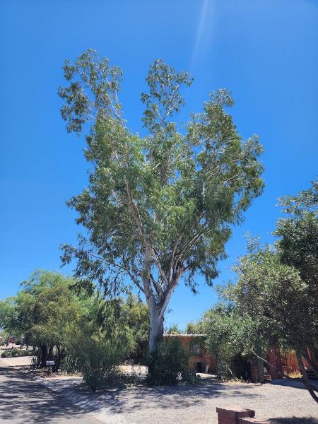 Nicholas Tree Removal Service