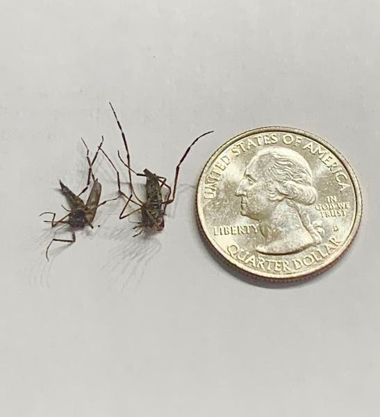 Camo Pest Control