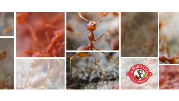 A Bug's Life Pest Management Inc.