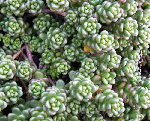 Ozark Green Roofs