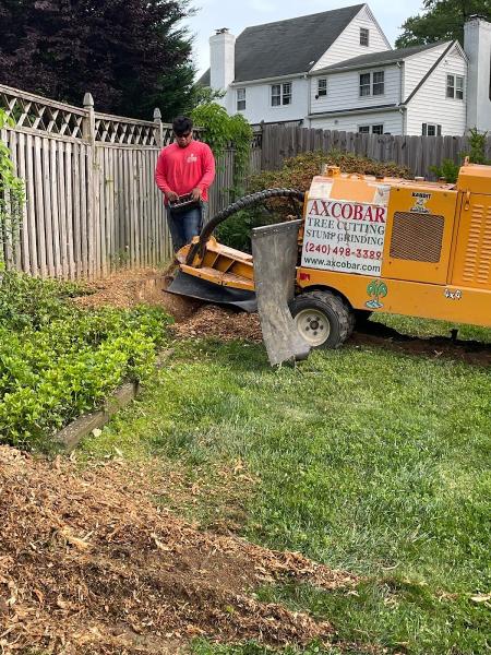 Axcobar Tree Experts.